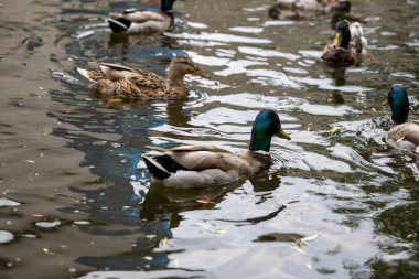 Birçok yaban ördeği gölde yüzer..