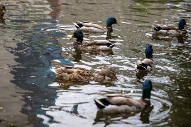 Birçok yaban ördeği gölde yüzer..
