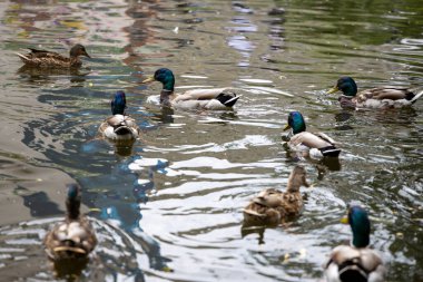 Birçok yaban ördeği gölde yüzer..