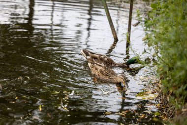 İki yaban ördeği gölde yüzüyor..