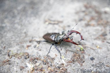 Doğal bir arka planda geyik böceğinin detaylı bir görüntüsü. Bulutlu bir gün.