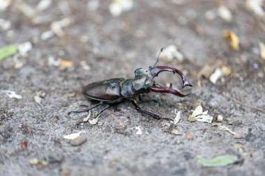 Doğal bir arka planda geyik böceğinin detaylı bir görüntüsü. Bulutlu bir gün.
