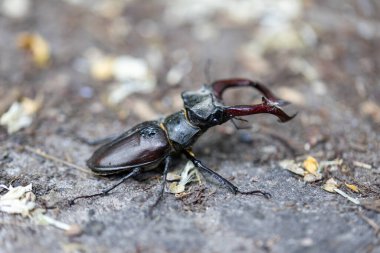 Doğal bir arka planda geyik böceğinin detaylı bir görüntüsü. Bulutlu bir gün.