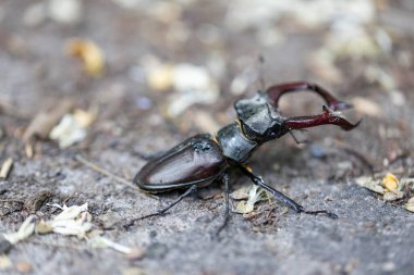 Doğal bir arka planda geyik böceğinin detaylı bir görüntüsü. Bulutlu bir gün.