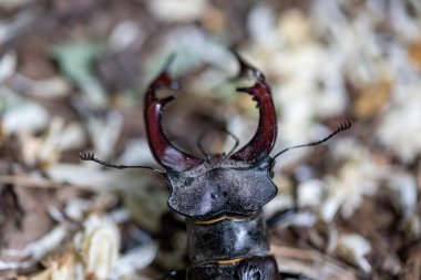 Doğal bir arka planda geyik böceğinin detaylı bir görüntüsü. Bulutlu bir gün.