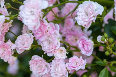 Pembe gül çiçeği. Ayrıntılı makro görünüm. Doğal bir arka planda çiçek, yumuşak bir ışık.