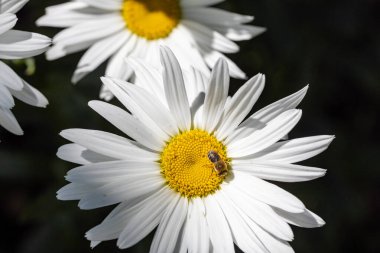 Papatya çiçeğinin üzerindeki arı. Ayrıntılı makro görünüm. Doğal arka planda çiçek, berrak güneş ışığı.