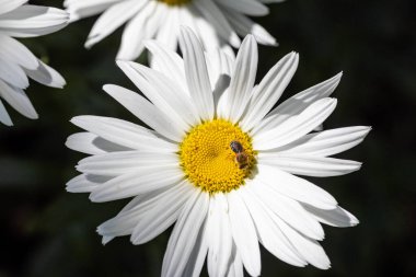 Papatya çiçeğinin üzerindeki arı. Ayrıntılı makro görünüm. Doğal arka planda çiçek, berrak güneş ışığı.
