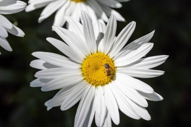 Papatya çiçeğinin üzerindeki arı. Ayrıntılı makro görünüm. Doğal arka planda çiçek, berrak güneş ışığı.
