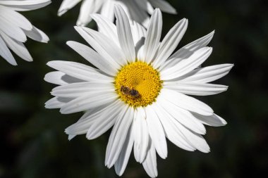 Papatya çiçeğinin üzerindeki arı. Ayrıntılı makro görünüm. Doğal arka planda çiçek, berrak güneş ışığı.