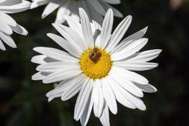 Papatya çiçeğinin üzerindeki arı. Ayrıntılı makro görünüm. Doğal arka planda çiçek, berrak güneş ışığı.