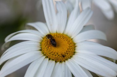 Papatya çiçeğinin üzerindeki arı. Ayrıntılı makro görünüm. Doğal arka planda çiçek, berrak güneş ışığı.