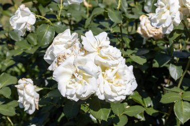 Beyaz gül çiçeği. Ayrıntılı makro görünüm. Doğal bir arka planda çiçek, yumuşak bir ışık.