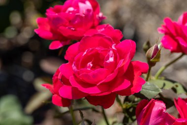 Kırmızı gül çiçeği. Ayrıntılı makro görünüm. Doğal bir arka planda çiçek, yumuşak bir ışık.