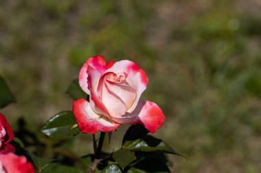 Beyaz gül çiçekli kırmızı. Ayrıntılı makro görünüm. Doğal bir arka planda çiçek, yumuşak bir ışık.