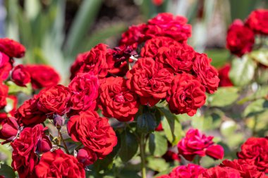 Kırmızı bir gülün birçok çiçeği. Ayrıntılı makro görünüm. Doğal bir arka planda çiçek, yumuşak bir ışık.