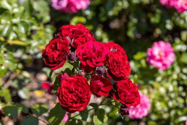 Kırmızı bir gülün birçok çiçeği. Ayrıntılı makro görünüm. Doğal bir arka planda çiçek, yumuşak bir ışık.