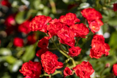 Kırmızı bir gülün birçok çiçeği. Ayrıntılı makro görünüm. Doğal bir arka planda çiçek, yumuşak bir ışık.