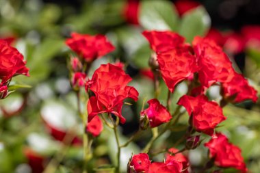 Kırmızı bir gülün birçok çiçeği. Ayrıntılı makro görünüm. Doğal bir arka planda çiçek, yumuşak bir ışık.