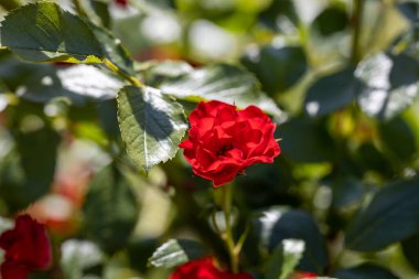 Kırmızı gül çiçeği. Ayrıntılı makro görünüm. Doğal bir arka planda çiçek, yumuşak bir ışık.