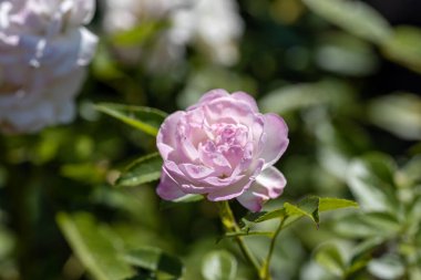 Pembe gül çiçeği. Ayrıntılı makro görünüm. Doğal bir arka planda çiçek, yumuşak bir ışık.