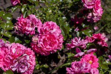 Mor bir gülün birçok çiçeği. Ayrıntılı makro görünüm. Doğal bir arka planda çiçek, güneş ışığı.