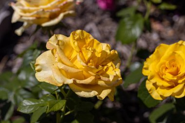 Sarı gül çiçeği. Ayrıntılı makro görünüm. Doğal bir arka planda çiçek, yumuşak bir ışık.
