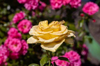 Sarı gül çiçeği. Ayrıntılı makro görünüm. Doğal bir arka planda çiçek, yumuşak bir ışık.