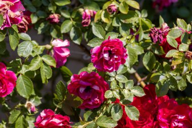 Kırmızı bir gülün birçok çiçeği. Ayrıntılı makro görünüm. Doğal bir arka planda çiçek, yumuşak bir ışık.