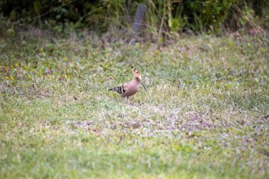 Yeşil çimlerde kuş vızıltısı. Bulutlu bir gün.