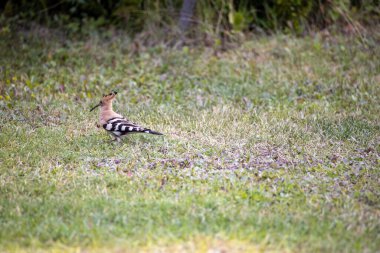 Yeşil çimlerde kuş vızıltısı. Bulutlu bir gün.