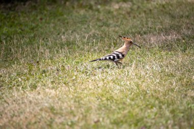 Yeşil çimlerde kuş vızıltısı. Bulutlu bir gün.