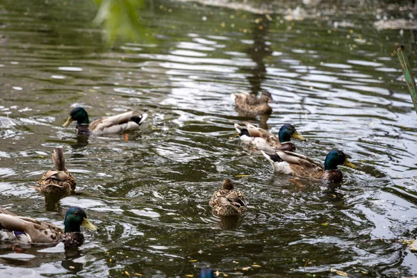 Birçok yaban ördeği gölde yüzer..