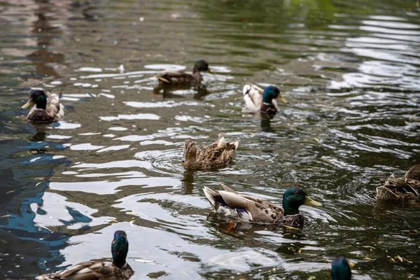 Birçok yaban ördeği gölde yüzer..