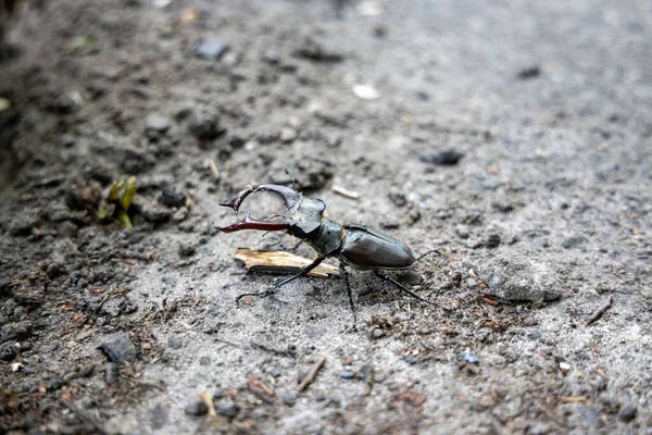 天然の背景にあるクワガタムシの詳細な眺め 曇りの日 — ストック写真