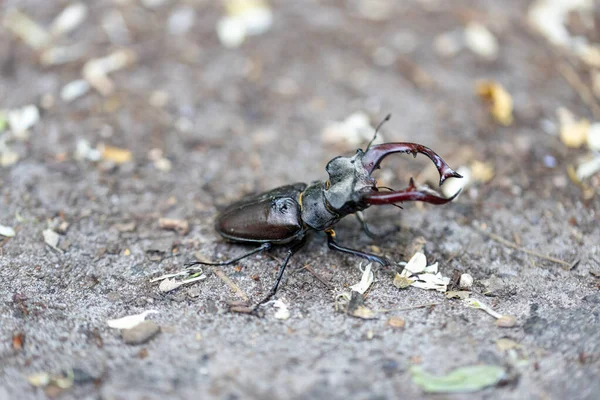 Een Gedetailleerde Weergave Van Een Hertenkever Een Natuurlijke Achtergrond Bewolkte — Stockfoto