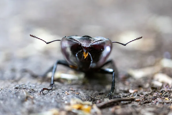 Szczegółowy Widok Chrząszcza Jelenia Naturalnym Tle Chmurny Dzień — Zdjęcie stockowe