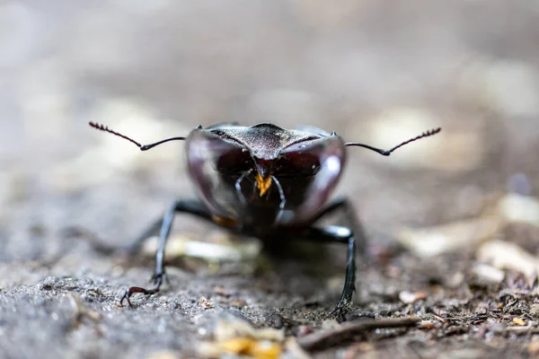 Een Gedetailleerde Weergave Van Een Hertenkever Een Natuurlijke Achtergrond Bewolkte — Stockfoto