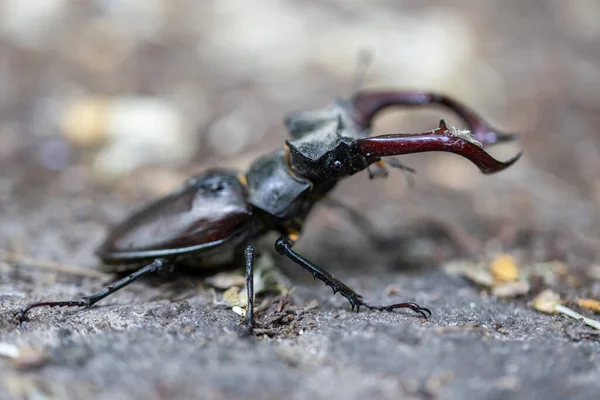 Detailed View Stag Beetle Natural Background Cloudy Day — Stock Photo, Image