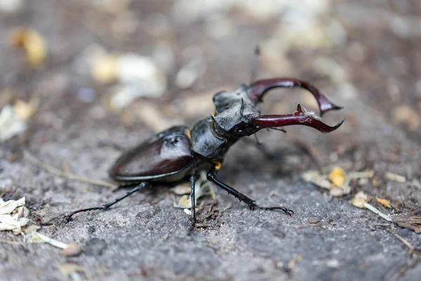 Una Vista Detallada Escarabajo Ciervo Sobre Fondo Natural Día Nublado —  Fotos de Stock