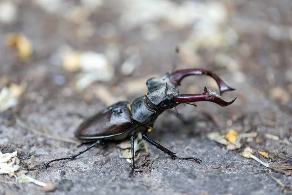 Una Vista Detallada Escarabajo Ciervo Sobre Fondo Natural Día Nublado — Foto de Stock