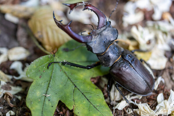 Детальный вид жука-оленя с листом. Облачный день.
