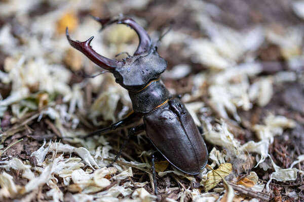 Детальный вид жука-оленя на естественном фоне. Облачный день.