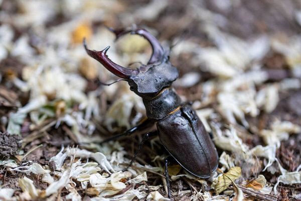 Детальный вид жука-оленя на естественном фоне. Облачный день.