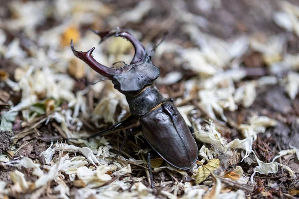 Una Vista Dettagliata Uno Scarabeo Cervo Uno Sfondo Naturale Giornata — Foto Stock