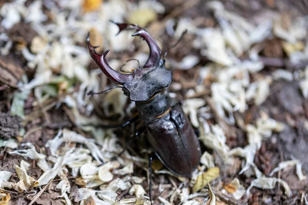 Una Vista Dettagliata Uno Scarabeo Cervo Uno Sfondo Naturale Giornata — Foto Stock