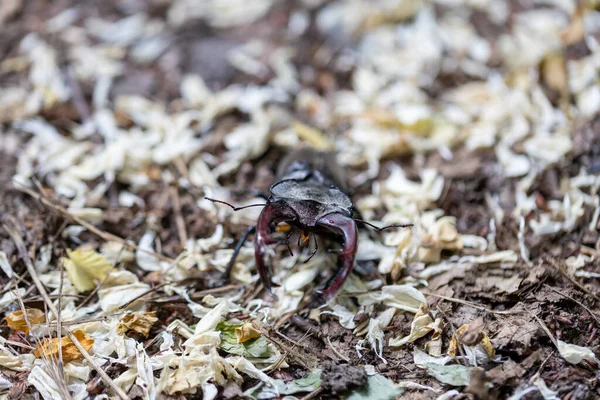 天然の背景にあるクワガタムシの詳細な眺め 曇りの日 — ストック写真