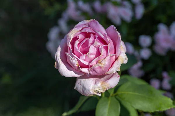 Rosa Rosenblüte Detaillierte Makroansichten Blume Auf Natürlichem Hintergrund Weiches Licht — Stockfoto