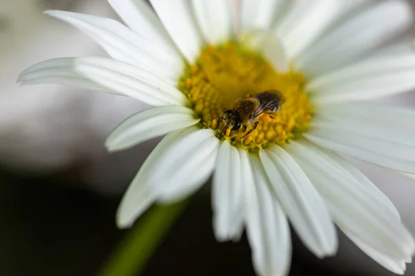 Papatya Çiçeğinin Üzerindeki Arı Ayrıntılı Makro Görünüm Doğal Arka Planda — Stok fotoğraf
