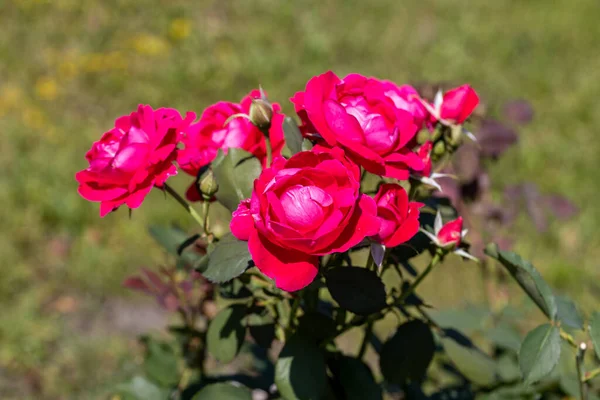 红玫瑰花 详细的宏观视图 自然背景的花 柔和的光 — 图库照片